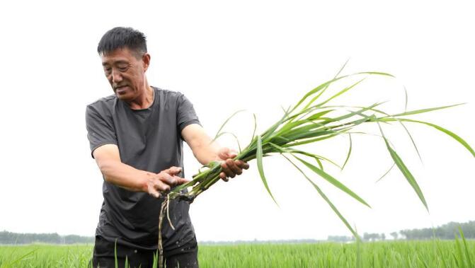 “老农人”的土地情