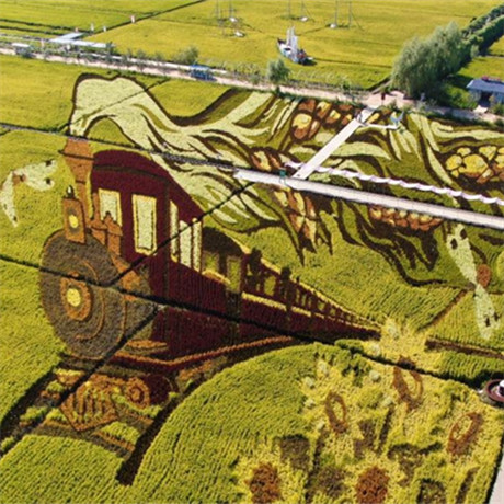 稻田画绘就乡村振兴新画卷
