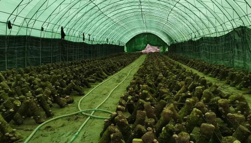 新华全媒 |蘑菇飘香小山村