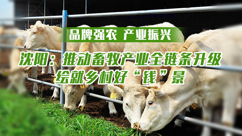 品牌强农 产业振兴丨沈阳：推动畜牧产业全链条升级 绘就乡村好“钱”景