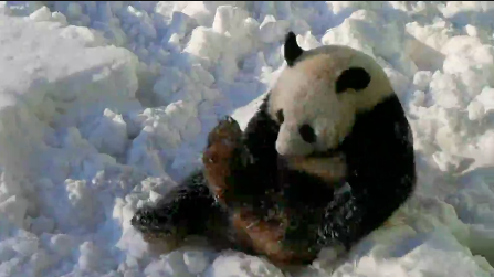 雪停了！国宝“刚刚”出门了！