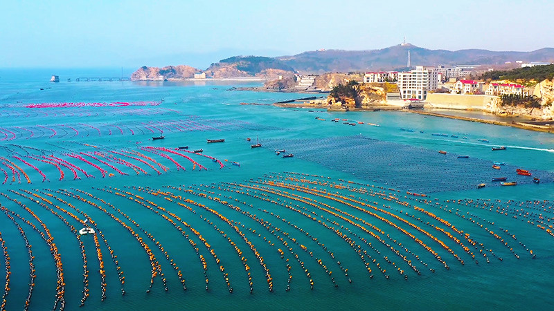 “海上菜园”劳作忙