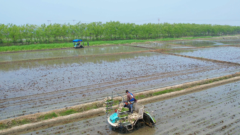 夏种正当时 田间地头插秧忙
