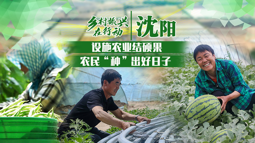 乡村振兴在行动|沈阳：设施农业结硕果 农民“种”出好日子