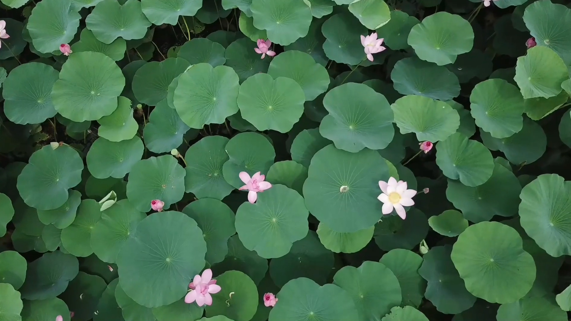 夏至丨暗香浮动莲花池