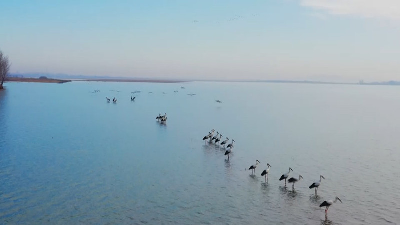 白鹤归来獾子洞 沈阳法库迎来候鸟迁徙高峰期